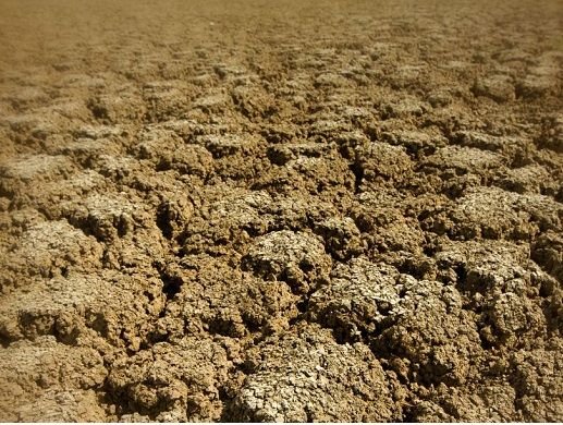 कार्बोनेटस व बायकार्बोनेटस